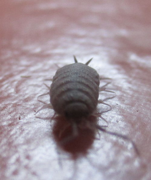 Insecto parecido aos Oms de Nausicaa visto de perto sobre chão de tijolo