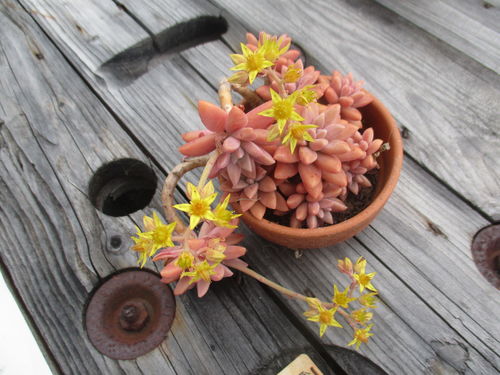 planta carnosa com flores amarelas sobre mesa de madeira cinzenta