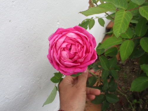 bela rosa sustentada por uma mão diante uma parede branca