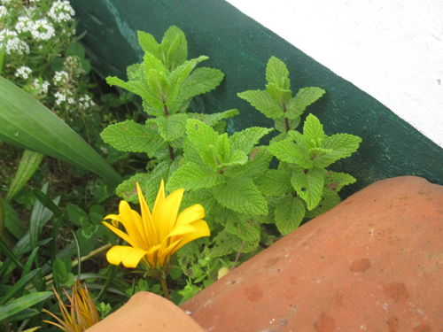 plantas de menta silvestre num canto do jardim