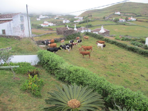 Vacas felizes da Malbusca