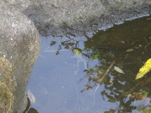 Rana relajándose en charco de arroyo con poca agua