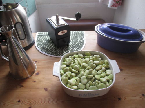 Favas verdes recién cosechadas