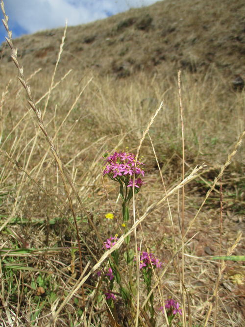 Florecitas en medio de campo seco por la pertinaz sequía