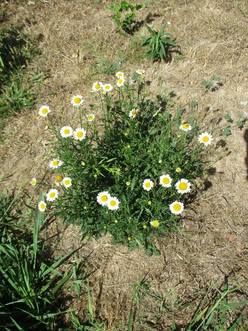 Margaridas prosperando en medio de la pertinaz sequía