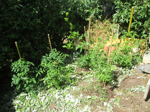 Plantas de tomates en flor y con algún tomate verde