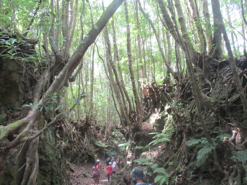 excursão na floresta de Santa Maria