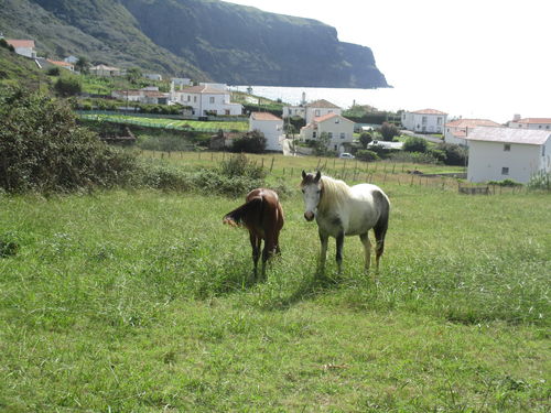 Cavalos da Praia Formosa